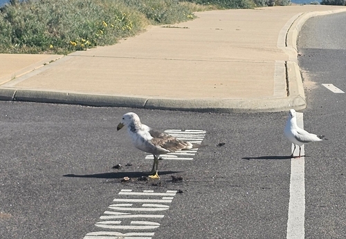 Pacific Gull