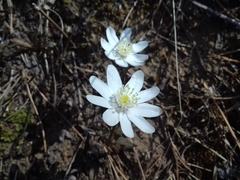 Anemonoides altaica