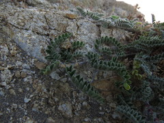 Astragalus amatus