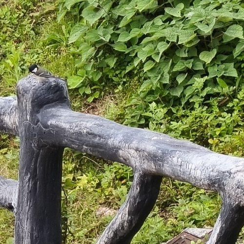 Asian Tit