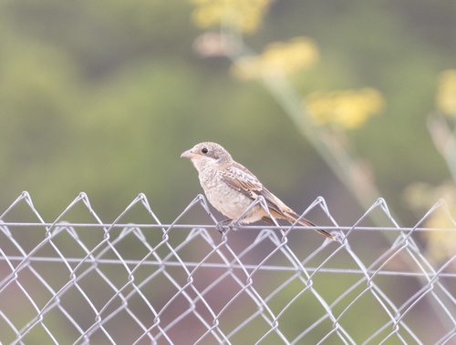 Woodchat Shrike