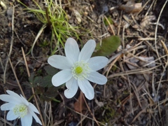 Anemonoides altaica