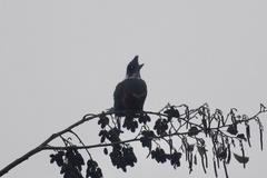 Megaceryle torquata stellata