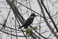 Megaceryle torquata stellata