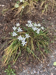 Ornithogalum umbellatum