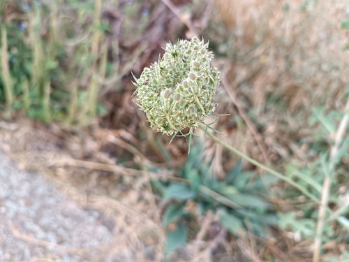 wild carrot