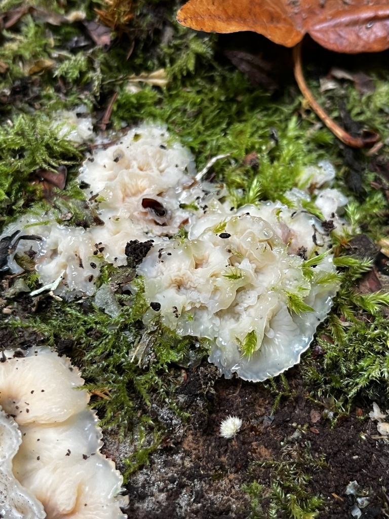 Trembling Crust · September 2026 · photo: Photo: no rights reserved · iNaturalist