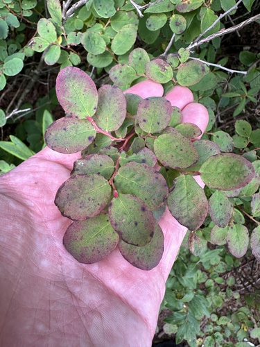 Vaccinium ovalifolium