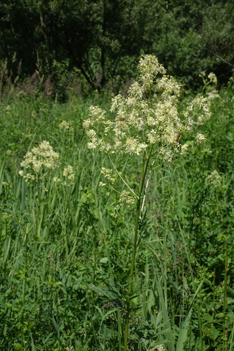 Thalictrum flavum, photograph 6