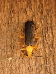 Podabrus fayi