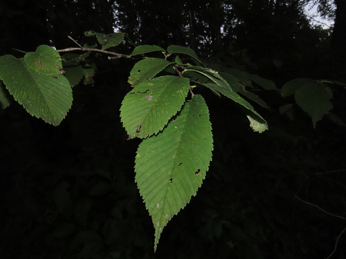 Ulmus rubra