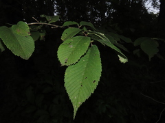 Ulmus rubra