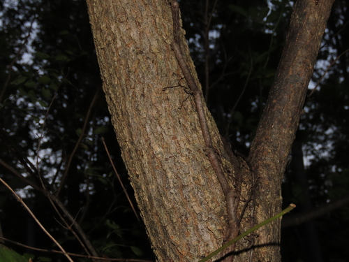 Ulmus rubra, photograph 2