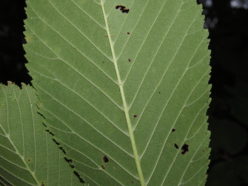 Ulmus rubra, photograph 1