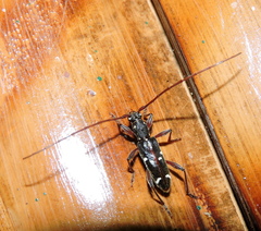 Ceresium leucosticticum