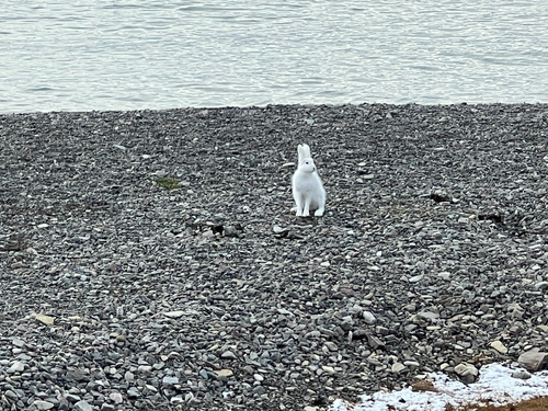 Arctic Hare observed by hphrog