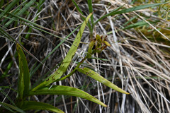 Epipactis gigantea