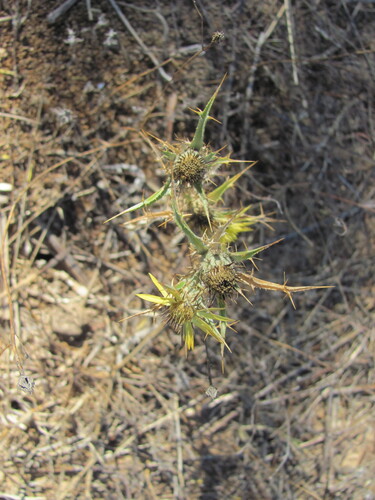 Carlina racemosa (Carlina racemosa)
