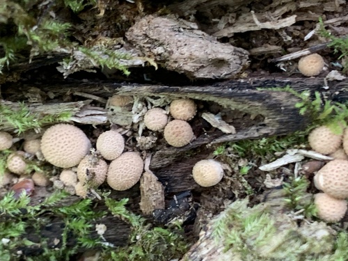 Pear-shaped Puffball