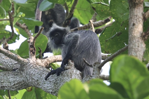 Selangor Silvered Langur