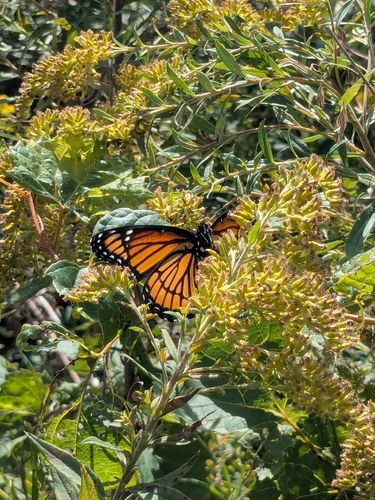 Viceroy