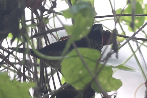 White-rumped Munia