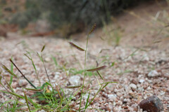Bouteloua barbata, photograph (c) Anders Hastings, some rights reserved (CC BY)