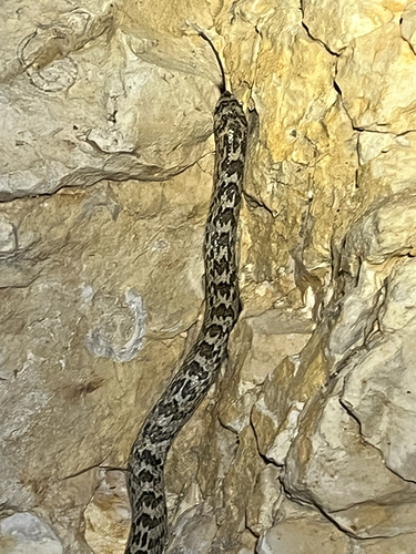 Gyalopion canum