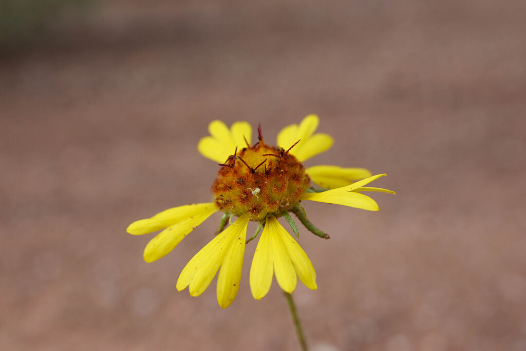 Gaillardia pinnatifida; photograph (c) Anders Hastings, some rights reserved (CC BY)