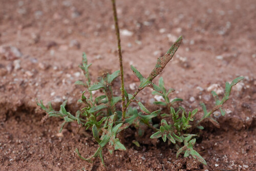 Gaillardia pinnatifida, photograph 3