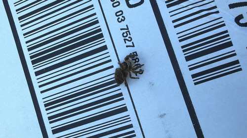 Grayish Jumping Spider