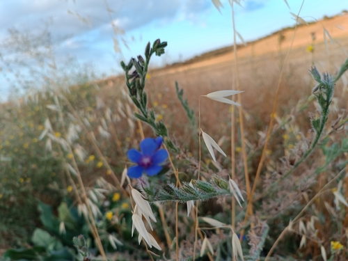 Italian Bugloss