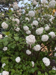 Magnoliopsida