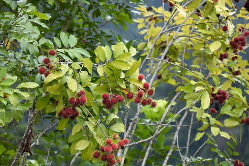 Nephelium lappaceum observed 2026-09-12