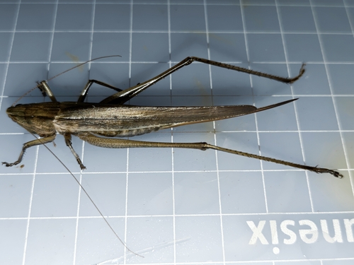 Ruspolia lineosa