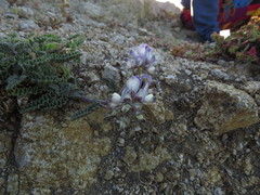 Astragalus amatus