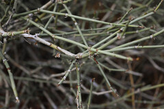 Ephedra torreyana