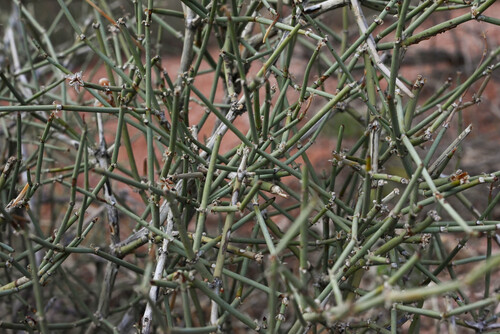 Ephedra torreyana, photograph 1