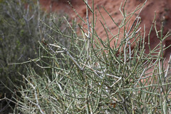 Ephedra torreyana, photograph (c) Anders Hastings, some rights reserved (CC BY)