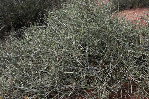 Ephedra torreyana, photograph 3