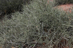 Ephedra torreyana, photograph (c) Anders Hastings, some rights reserved (CC BY)