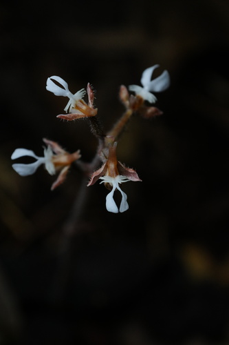 Anoectochilus zhejiangensis