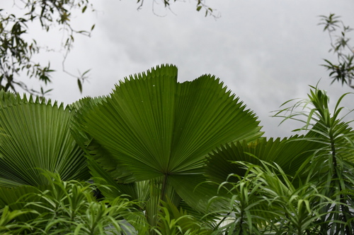 Licuala grandis observed 2026-09-12