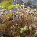 Mannia gracilis - Photo 由 Ryan Durand 所上傳的 (c) Ryan Durand，保留部份權利CC BY-NC