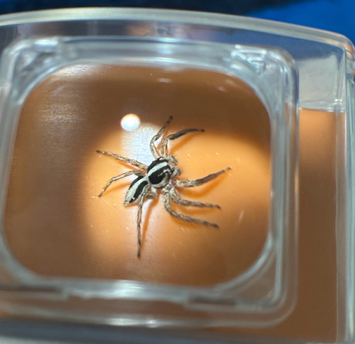 Pantropical Jumping Spider