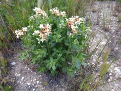 Tournefortia sibirica