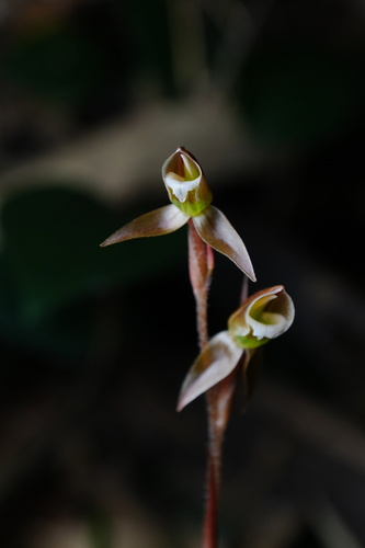 Goodyera viridiflora