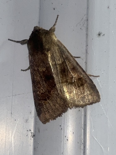 Bronzed Cutworm Moth