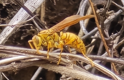 Yellow Oriental Paper Wasp