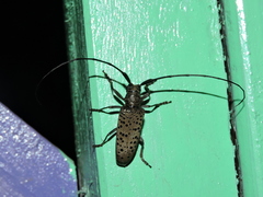 Blepephaeus ocellatus